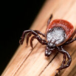 Tick season is expanding: Protect yourself against Lyme disease